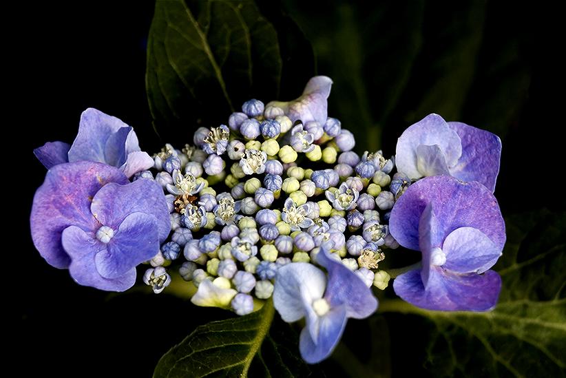 hortensienblau.jpg